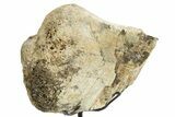 Fossil Sauropod Partial Vertebra w/ Metal Stand - Colorado #363646-2